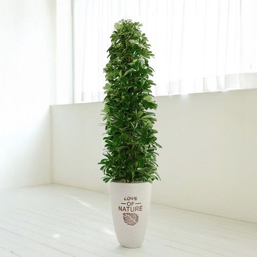 광주 홍콩야자 - 광주꽃배달